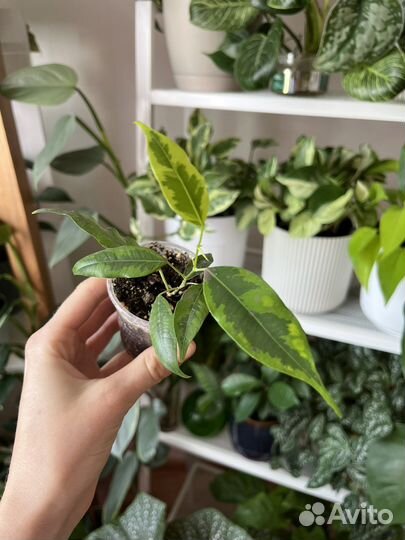 Комнатные цветы разные