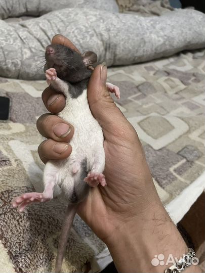 Крысенок дамбо мальчик