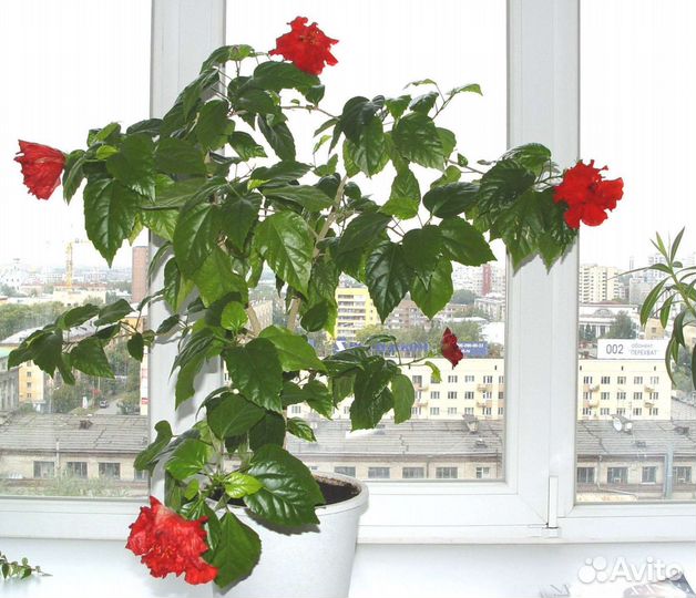 Гибискус китайская роза