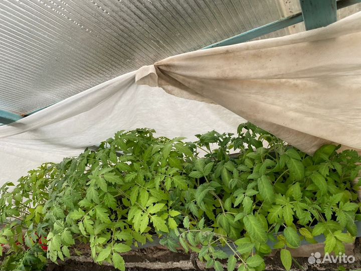 Рассада помидор крупные перец болгарский и острый