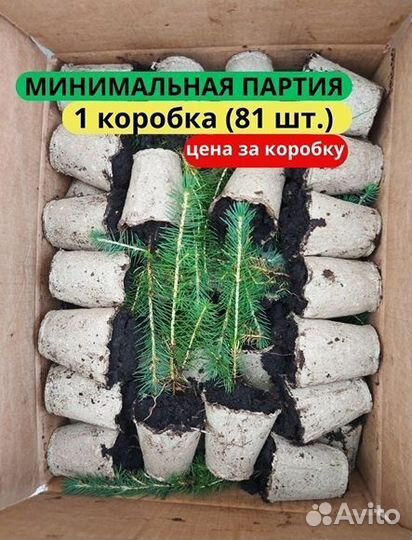 Саженцы сосны обыкновенной зкс