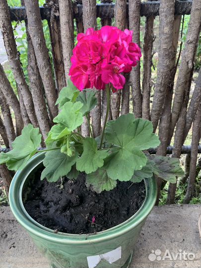 Пеларгония герань розебудная