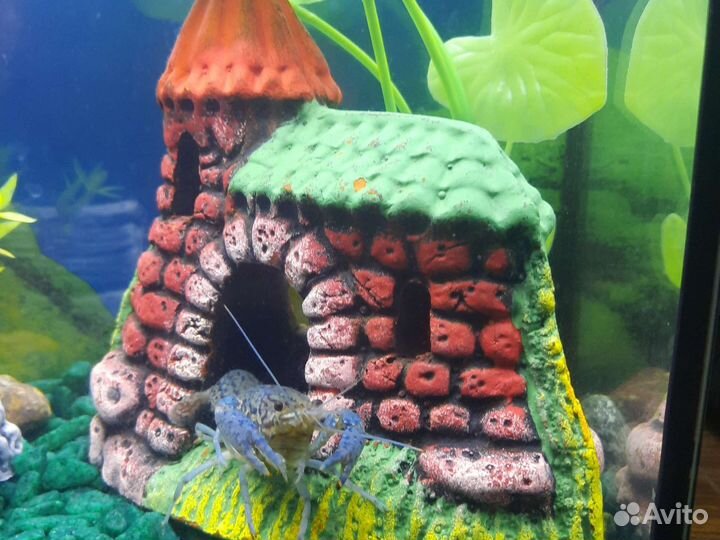 Мраморный рак