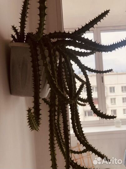 Selenicereus validus – кактус царица ночи