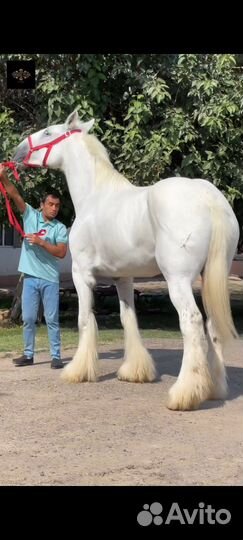 Кобыла шайр