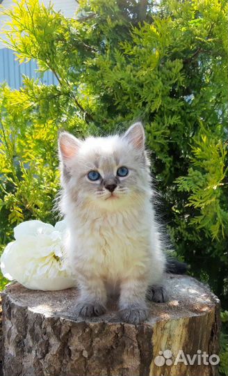 Синеглазые пушистики