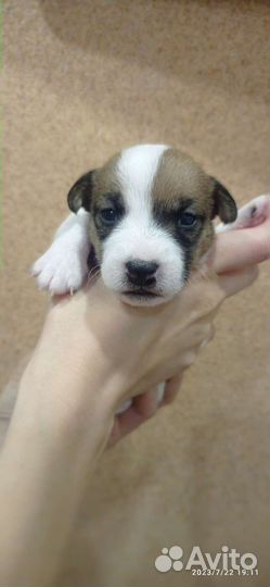 Щенок Джек Рассел терьер