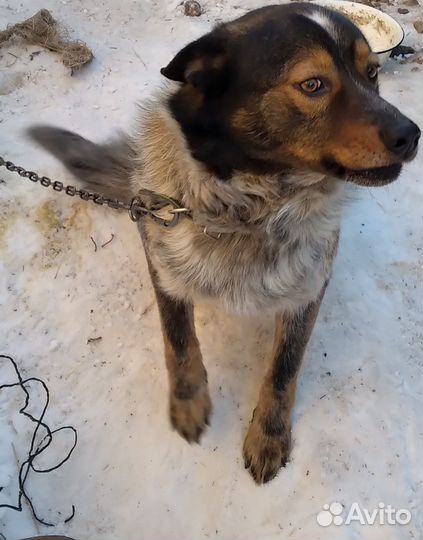 В добрые руки