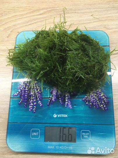 Аквариумное растение