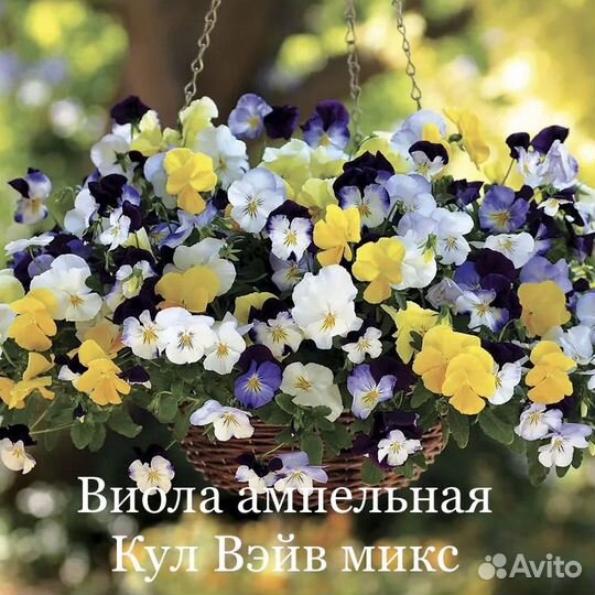 Пеларгонии