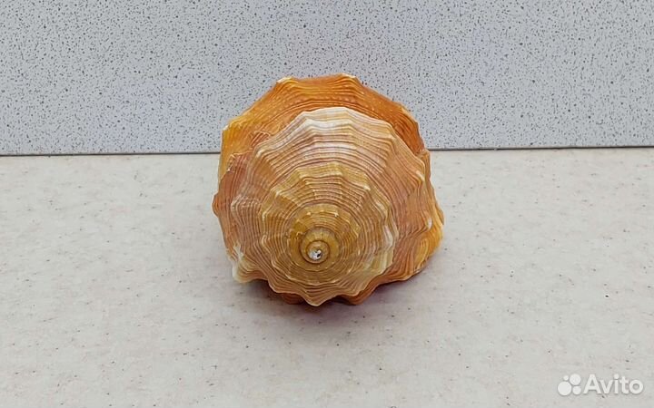 Циматиум Пурам 10,9 морская ракушка раковина