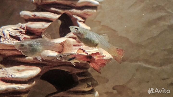 Аквариумные рыбки гуппи