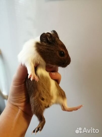 Морская свинка, бусинка, возраст месяц