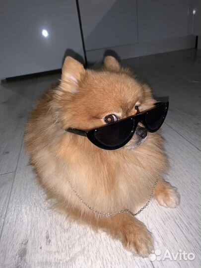 Немецкий шпиц вязка