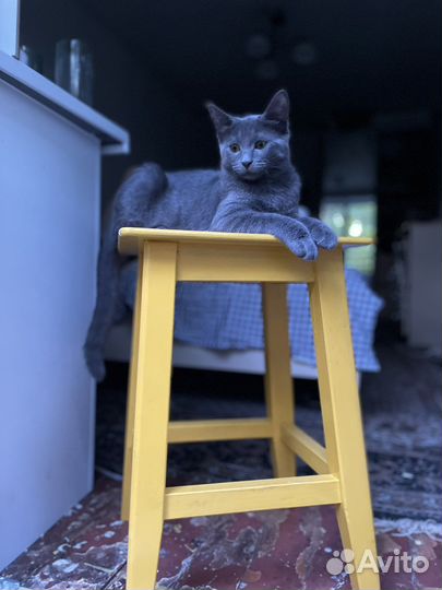 Отдам кошку в добрые руки