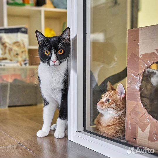 Уход, гостиница, передержка для кошек, зооняня