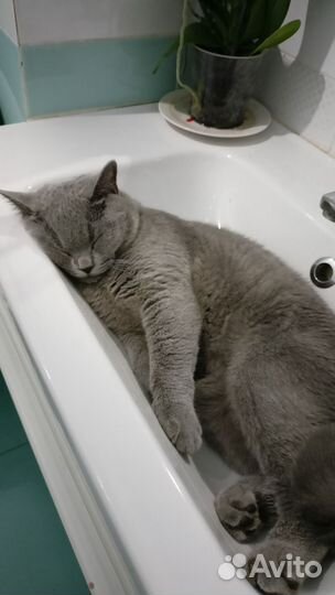 Отдам в добрые руки 2 котов