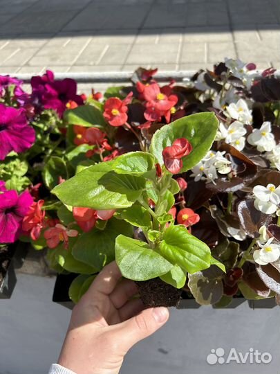 Продажа рассады цветов и овощей