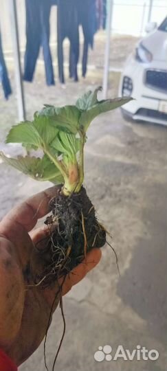 Рассада клубники азия клери