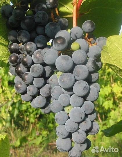 Виноград черный Потапенко
