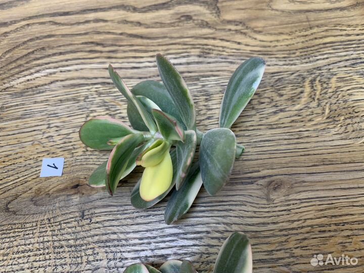 Крассула Альба Alba