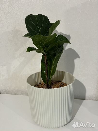 Фикус лирата бамбино