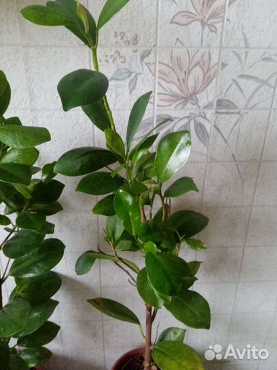 Фикус Мокламе