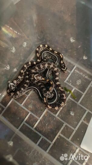 Малыши маисового полоза