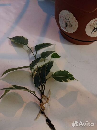 Фикус и спатифилум