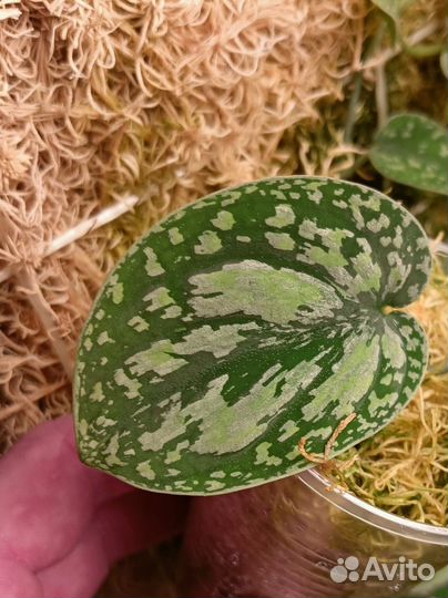 Сциндапсус 