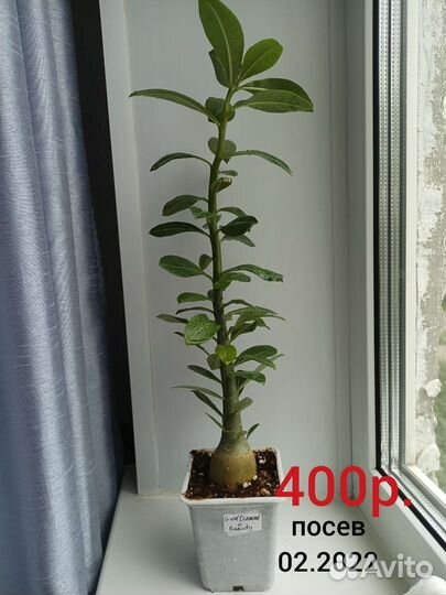 Адениум обесум (тучный)