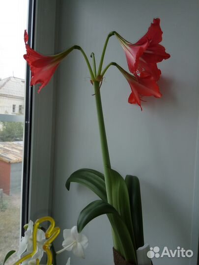 Нецветущий гиппеаструм