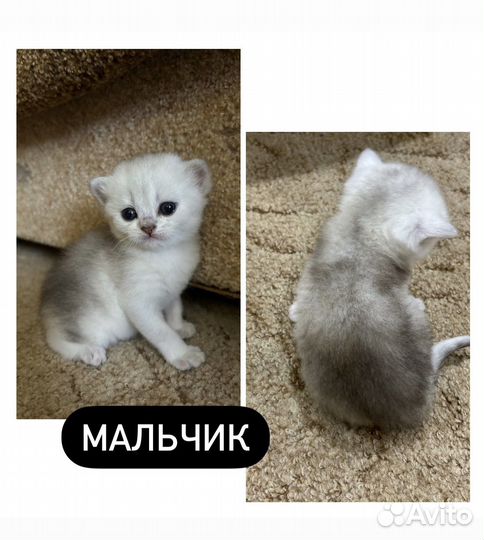 Британские котята
