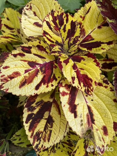 Колеусы вегетативные срез