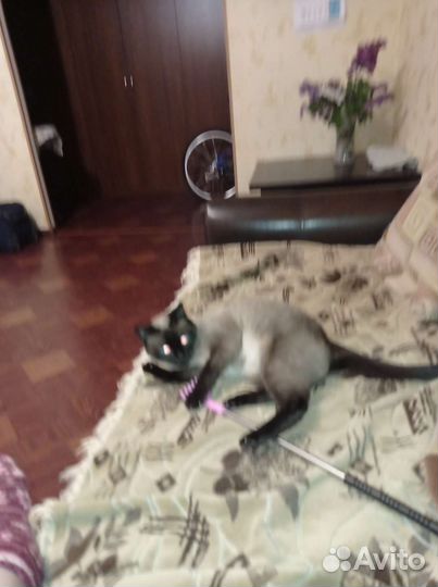 Кошка в дар бесплатно