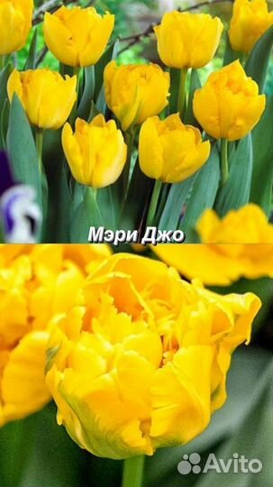 Луковицы тюльпанов самых роскошных сортов