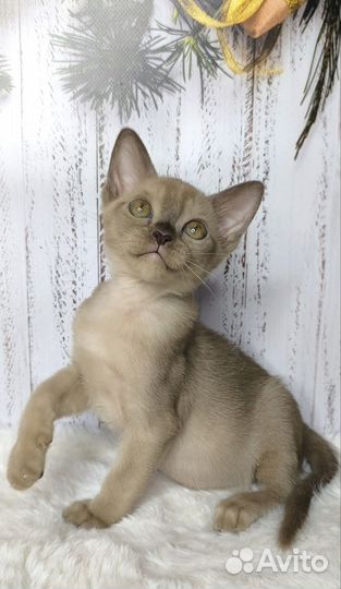 Бурманские мальчики