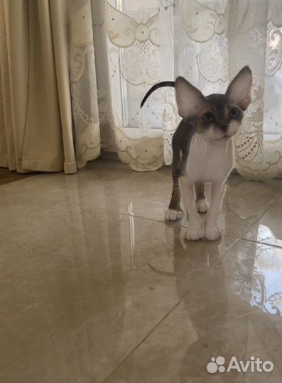 Катенок Девон Рекс