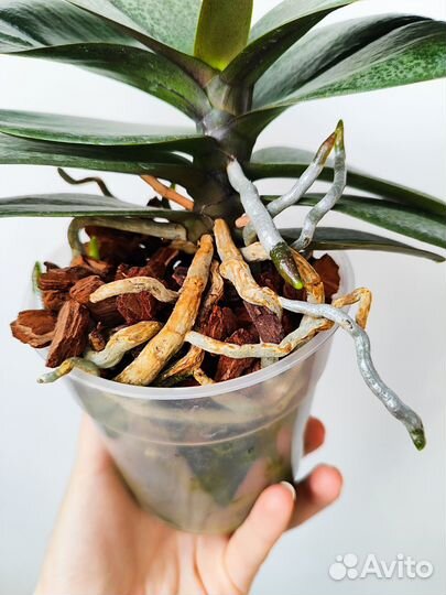 Diffusion орхидея ароматная