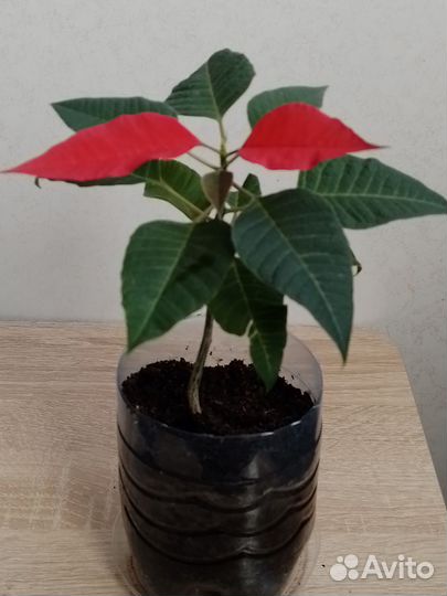 Пуансеттия или рождественская звезда