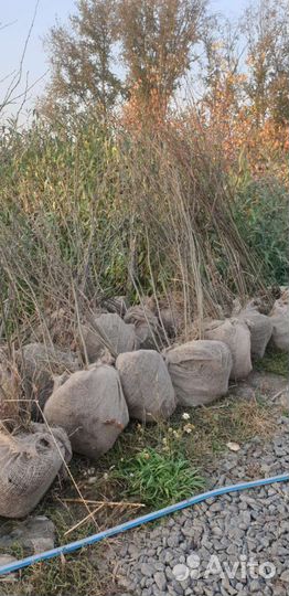 Саженцы деревьев и кустарников