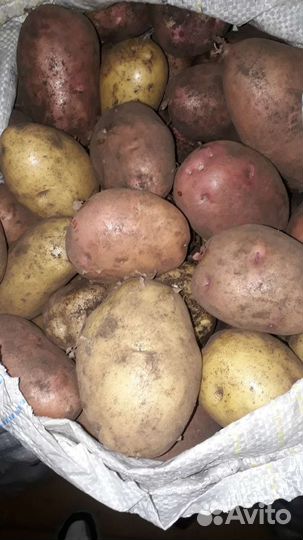 Продам картофель
