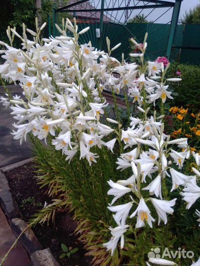 Белая лилия