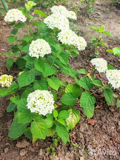 Гортензия крупнолистная саженцы