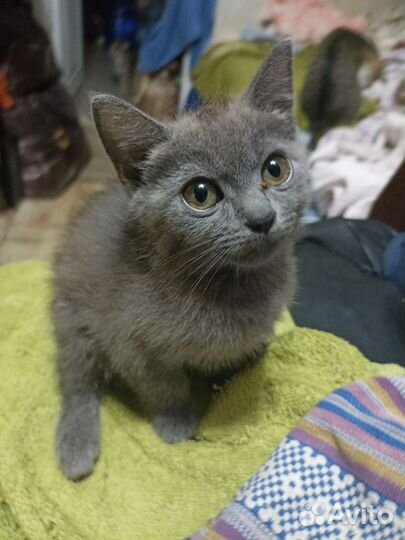 Британочкарусская голубая кошка