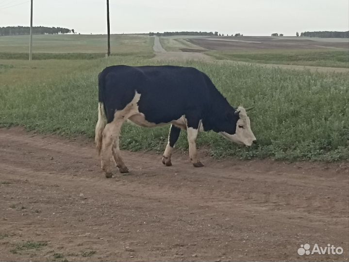 Коровы тёлки телята