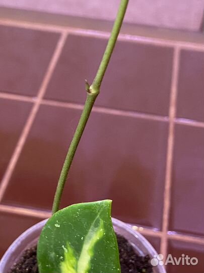 Хойя Вертицилата (Акута) вариегатная