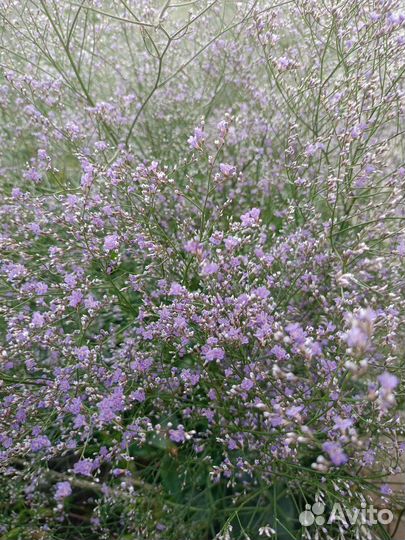 Рассада Кермек