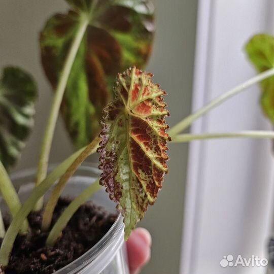 Бегония Burkilli \ Буркили