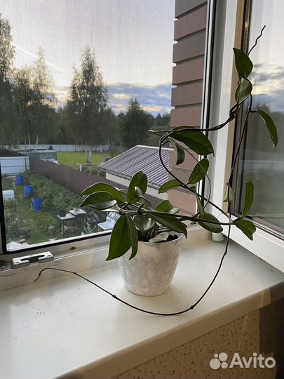 Хойя карноза